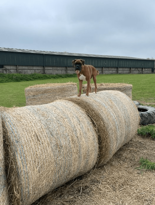 https://the-big-barn.co.uk/wp-content/uploads/2022/06/Boxer-bales.gif