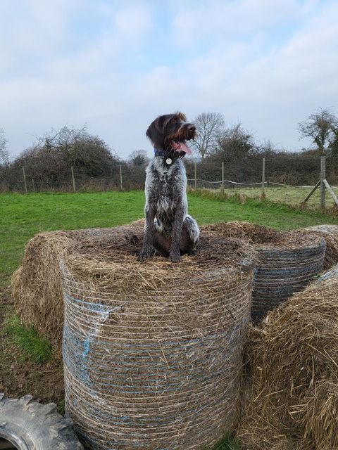 https://the-big-barn.co.uk/wp-content/uploads/2022/06/Dog-bales1.jpg