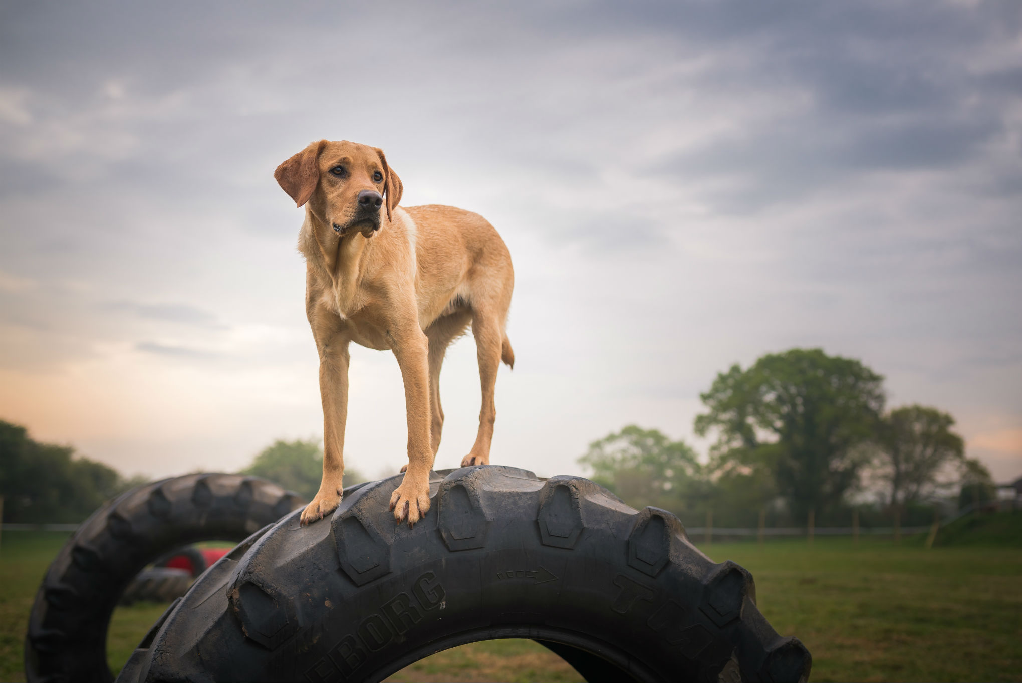 https://the-big-barn.co.uk/wp-content/uploads/2022/06/dog-on-tyre.jpg